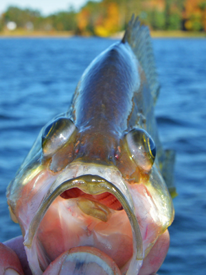 Learn How to Fish By Depth - DNR News Releases