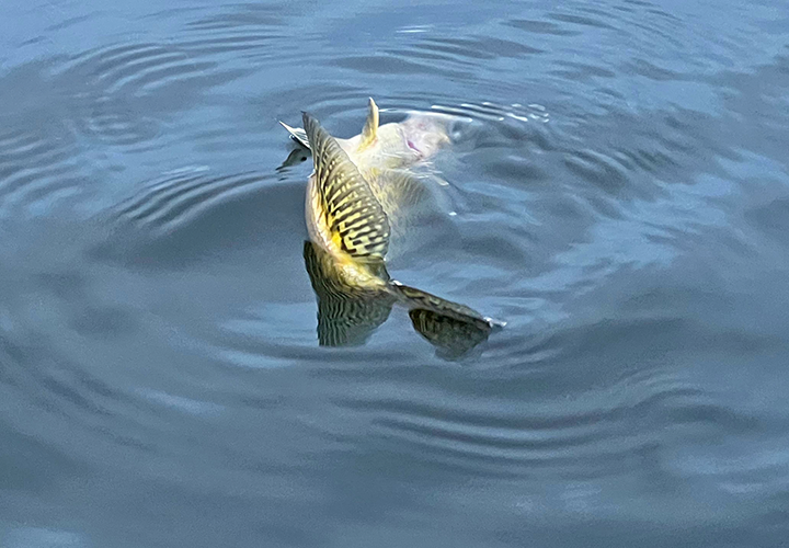 image of crappie injured by barotrauma from being caught in 25 feet of water