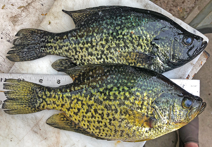 image showing the difference in coloration between male vs female crappies