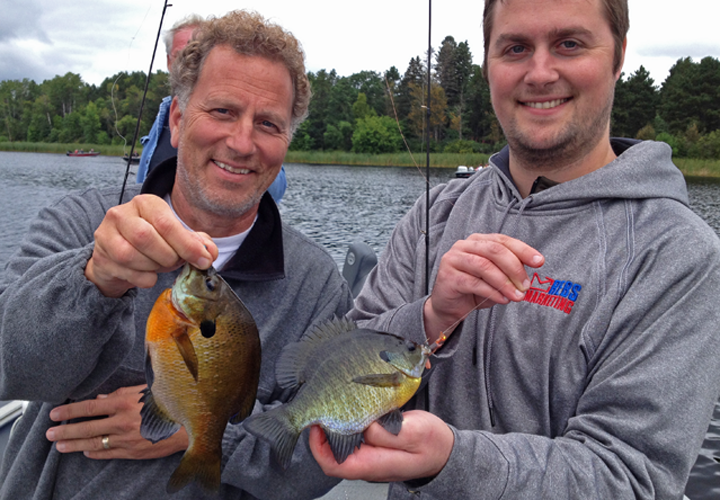 image shows the difference between male and female bluegills