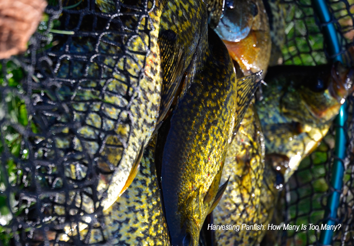 image of landing net filled with crappies 