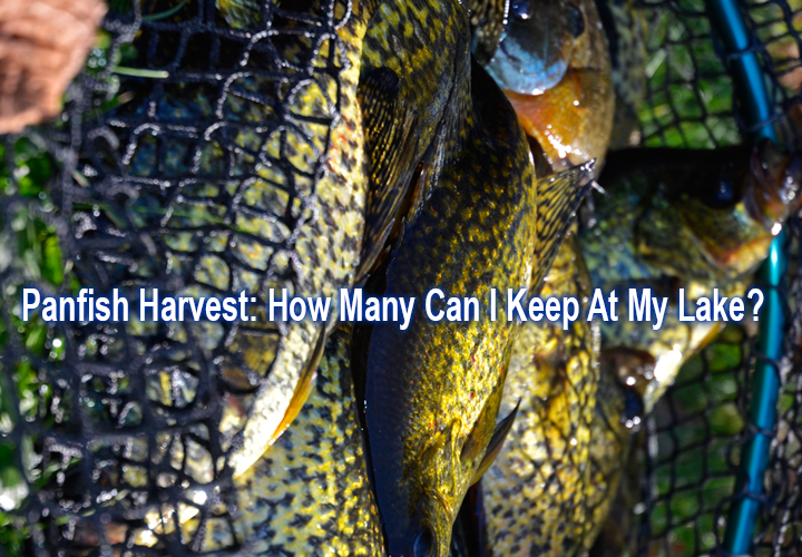 image links to article about safe harvest levels of panfish in small lakes