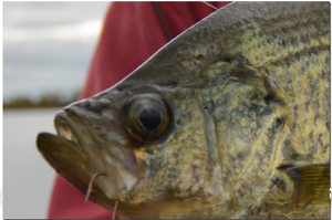 image links to crappie fishing report