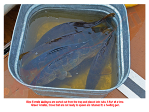image of femal walleyes in tub of water