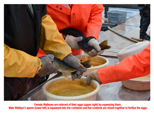 image of walleye eggs being fertilized