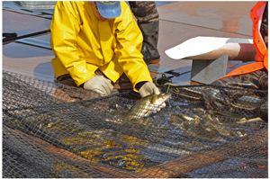 image of dnr fisheries staff handling walleyes at egg harvest