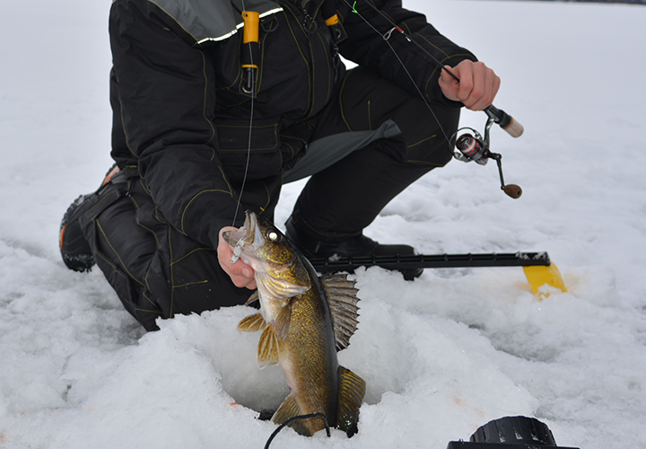 image of angler pullin nice walleye through the ice at Lake Kabetogama