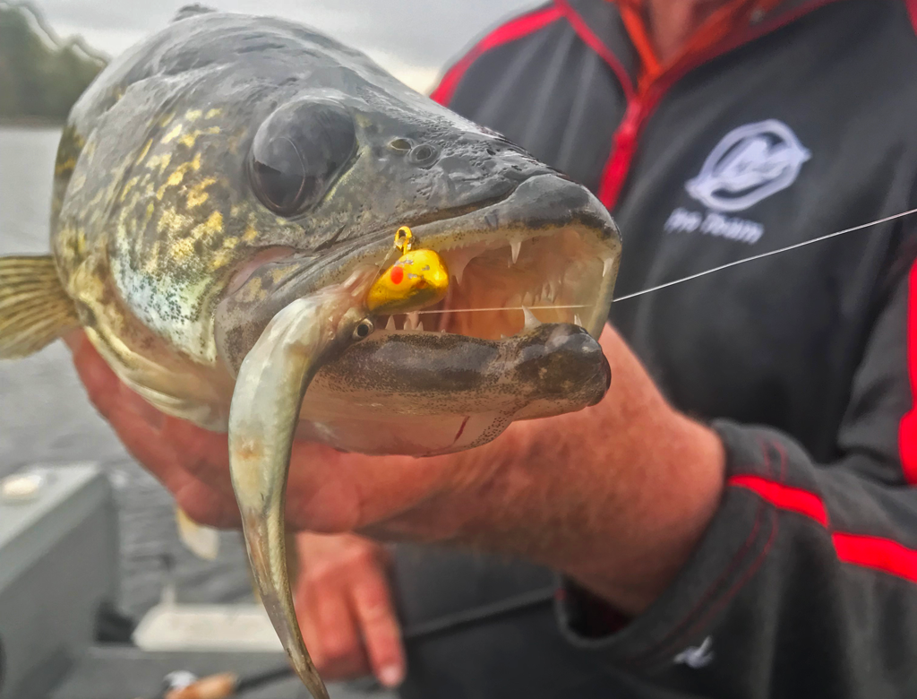 Lake Kabatogama Fishing Reports For Walleye Pike and Perch 2019