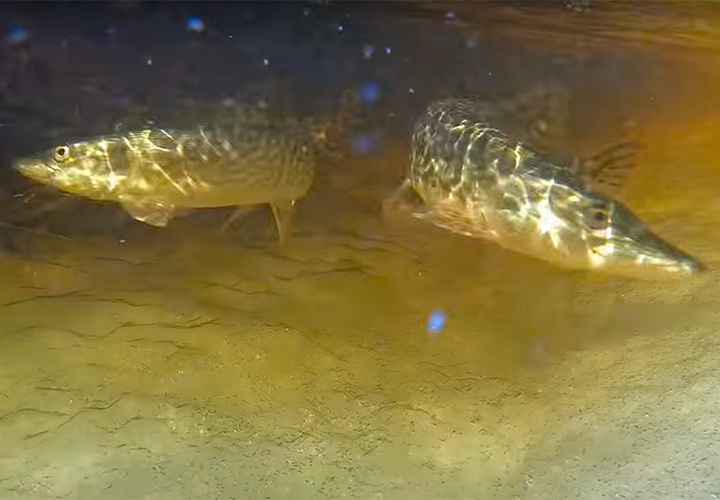 image of large northern pike spawning is shallow creek connected to Lake of the Woods