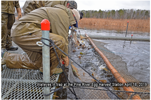 image of walleyes in trap net at Pine River