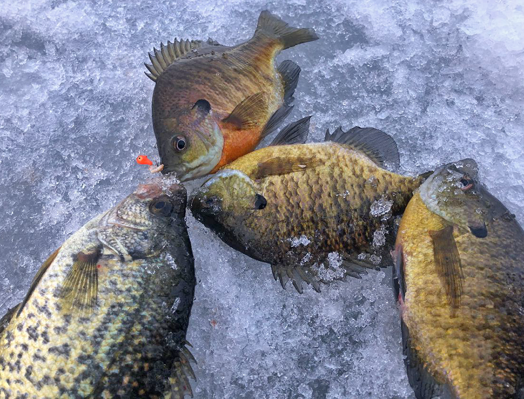 Ice Fishing Reports March 2021 Fishrapper Archives