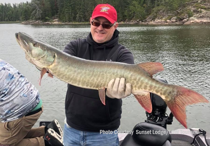 image of angler with big musky caught near sunset lodge in the northwest angle