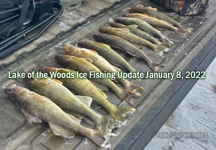 image of walleyes and sauger caught on the soutwest side of lake of the woods January 7, 2022