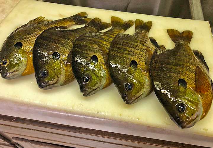 image of sunfish limit on fillet board