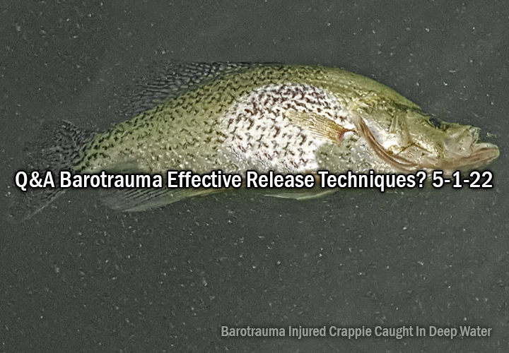 image links to reader comments about barotrauma injuries to crappies