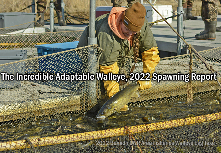image links to artilce about walleye spawing in the Bemidji MN area