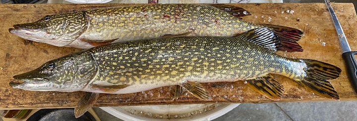 image of nice northern pike caught by Chris Andresen
