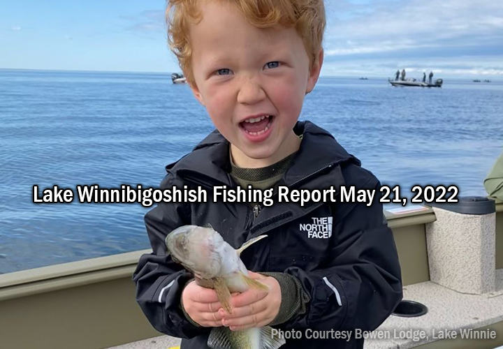 image links to fishing report from bowen lodge on lake winnibigoshish