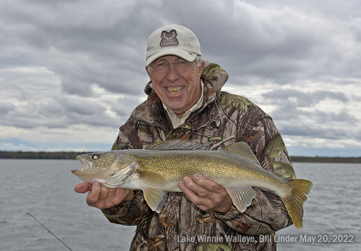 image of Bill Linder with fat walleye from Lake Winnie