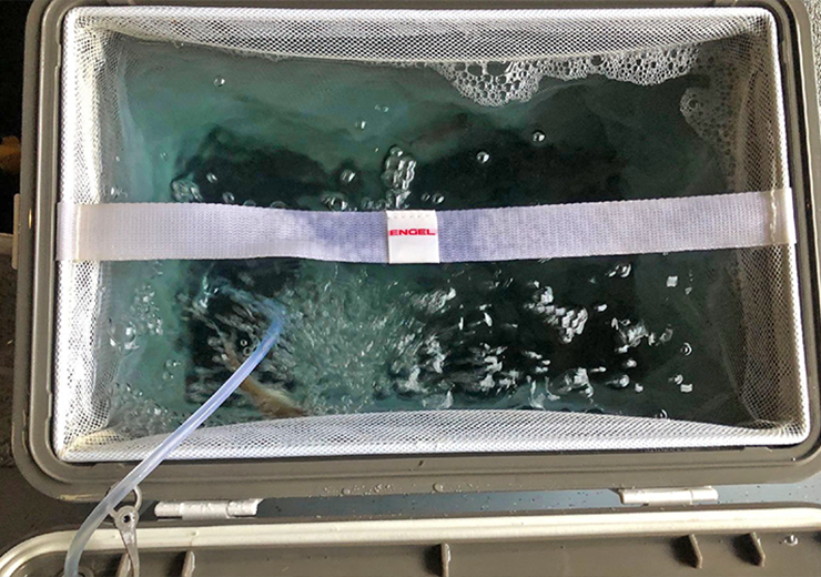 image of minnows in live bait cooler