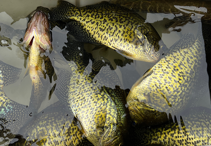 image of crappies in the livewell