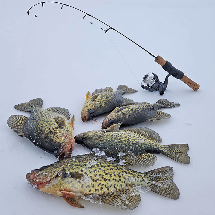 image of crappies caught by Dave Buxengard ice fishing near Grand Rapids MN