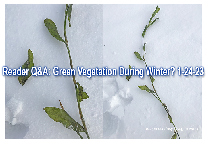 image links to article about ice fishing near green weeds