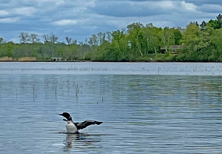 image of loon