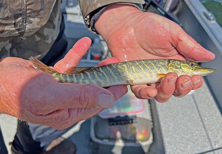image of small, yearling size musky caught on Lake Winnie