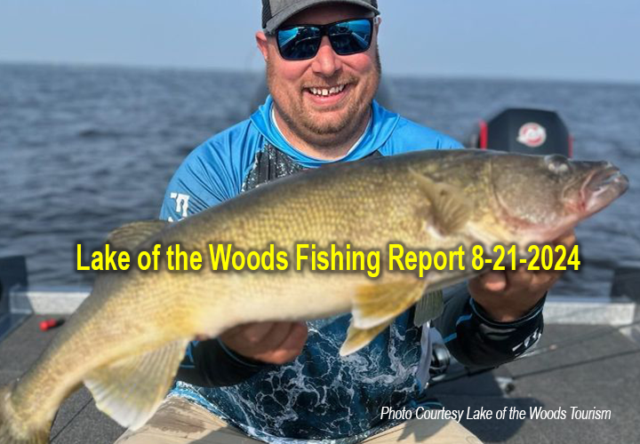 image of walleye caught by tournament angler on Lake of the Woods