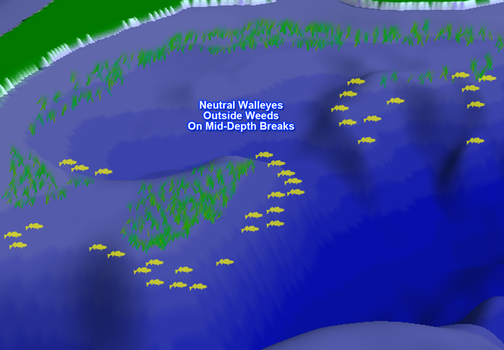 image links to article about walleye locations near shallow weed beda