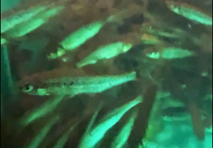 image of spottail shiners in the minnow tanks at L&M Supply