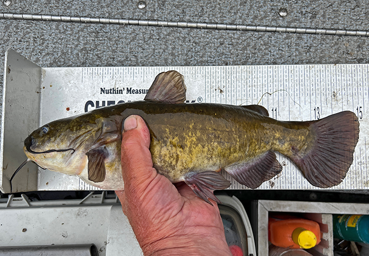 image of giant bullhead caught by jeff sundin 