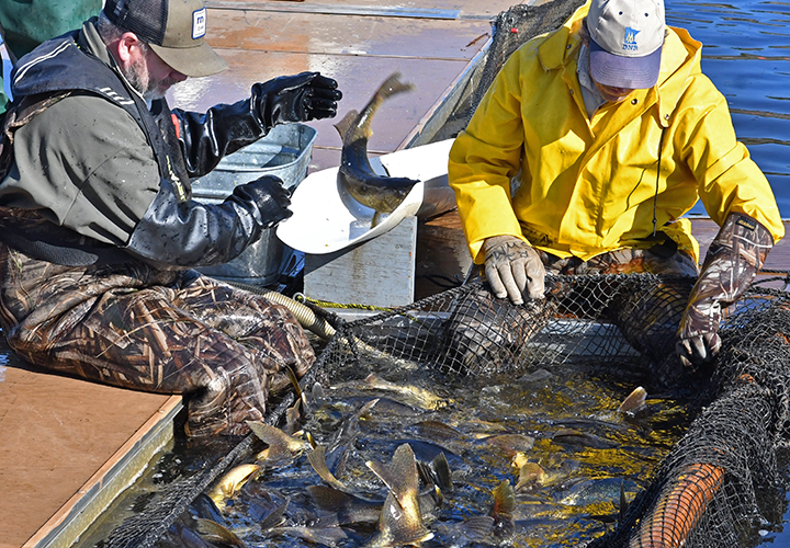 image links to article about the walleye egg take operation at Cutfoot Sioux