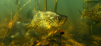 image links to fishing article about bass fishing lures for catching huge bass on the surface