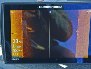 image of crappies on humminbird side imaging