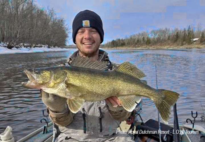 image of fisherman on the Rainy River holding big walleye