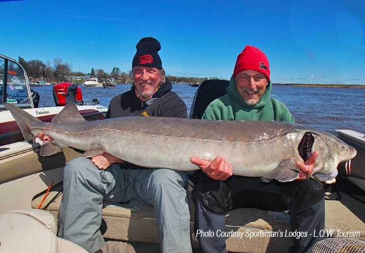 image of anglers holding huge sturgeon they caught on the Rainy River