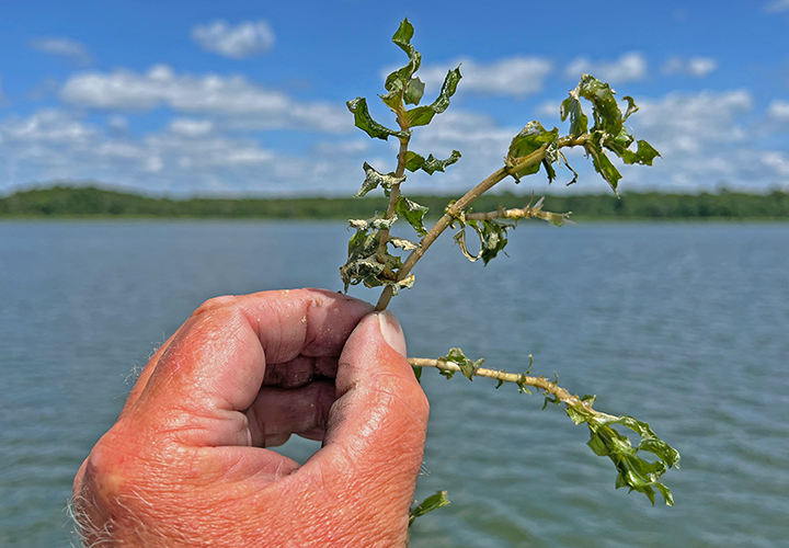 image of clasping leaf pondweed on Lake Winnie