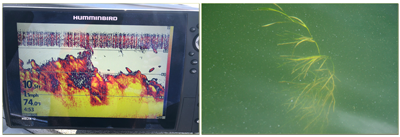 Flat Stemmed pondweed in water compared to image on graph