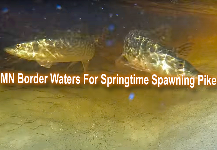 image links to fishing article about how to catch post spawn northern pike