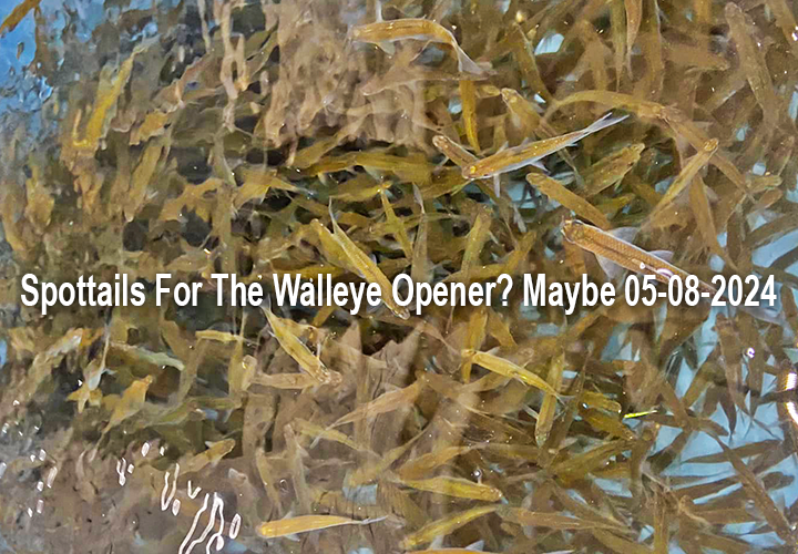 image links to fishing article by Jeff Sundin about spottail shiner availability for 2024 walleye opener