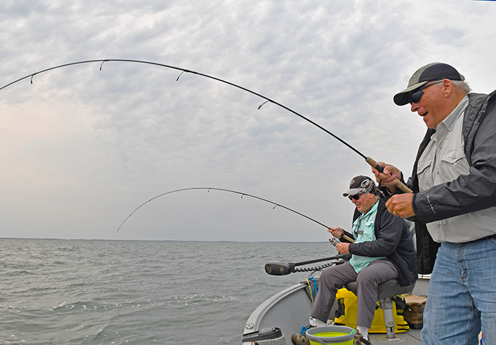 image of Paul Kautza and Dick Williams catching 2 walleyes at the same time on Lake Winnibigoshish