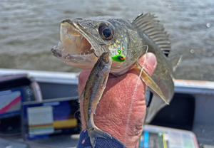 image of walleye caught on one of the original Jeff Sundin's Bug Eyed Shorty fishing jig