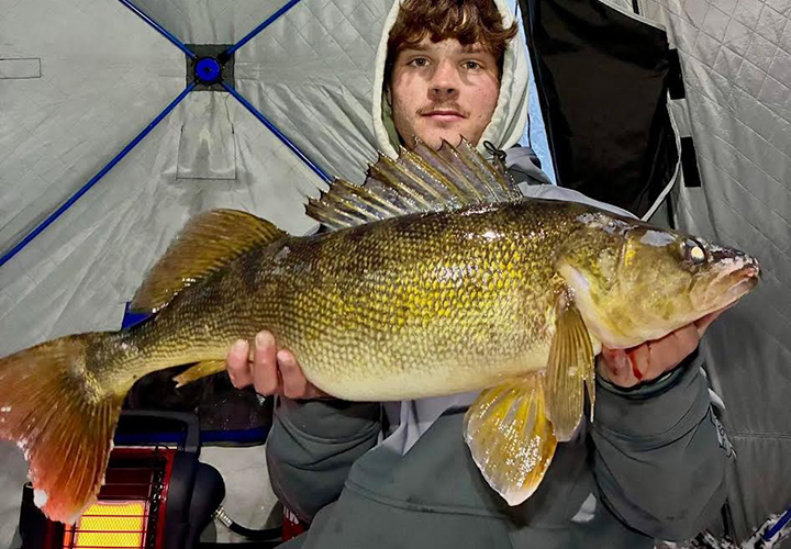 image of huge walleye caught by an ice fisherman near Ely Minnesota