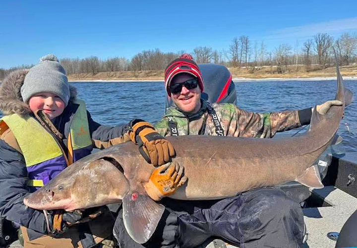 Huge sturgeon caught on the Rainy River by father and son fishing out of the Royal Dutchman Resort