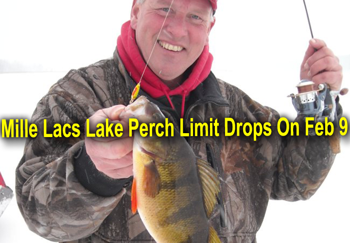 image links to press release about the Lake Mille Lacs Perch Limit
