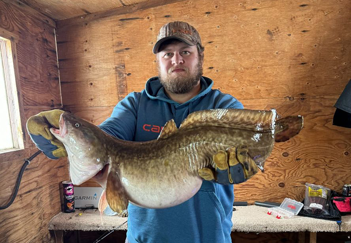 image of man holding whopper eelpout on Lake of the Woods