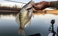 image links to fishing article about catching giant crappies in Kansas