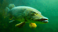 image links to fishing article about invasive northern pike in Alaska waters